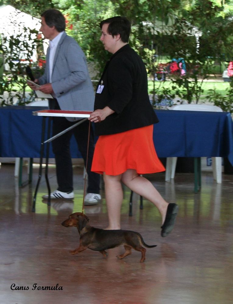 Dachshound kaninchen Champion Italian Club